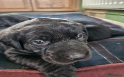 Labrador Retriever dogs for sale: KC Registered Black Labrador Puppies - Image 3