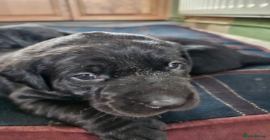 Labrador Retriever dogs - Advert 16