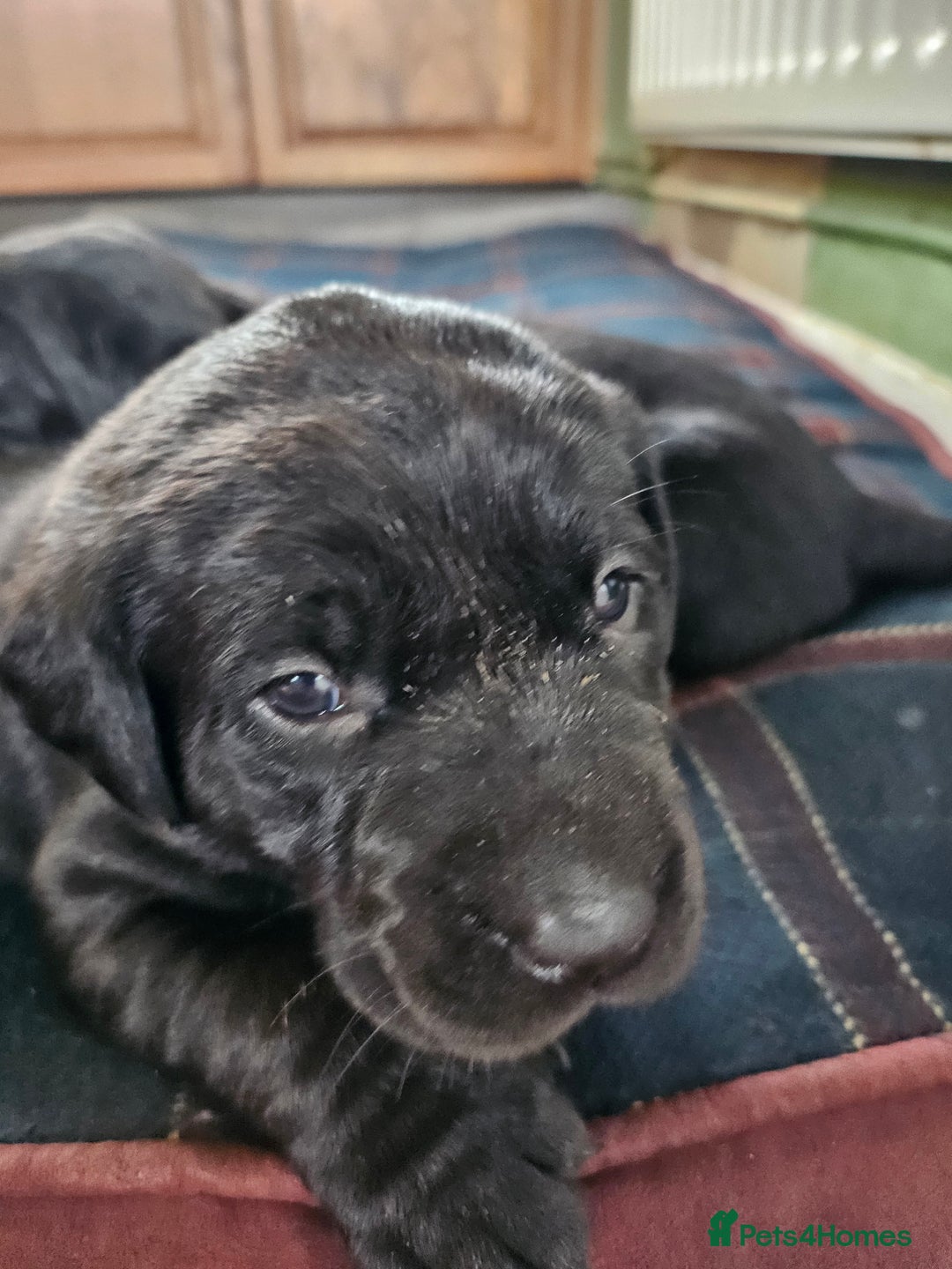 Labrador Retriever dogs for sale: KC Registered Black Labrador Puppies - Image 3
