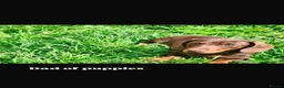 Miniature Dachshund dogs for sale: Miniature Dachshund puppy’s  in Dartford - Advert 5