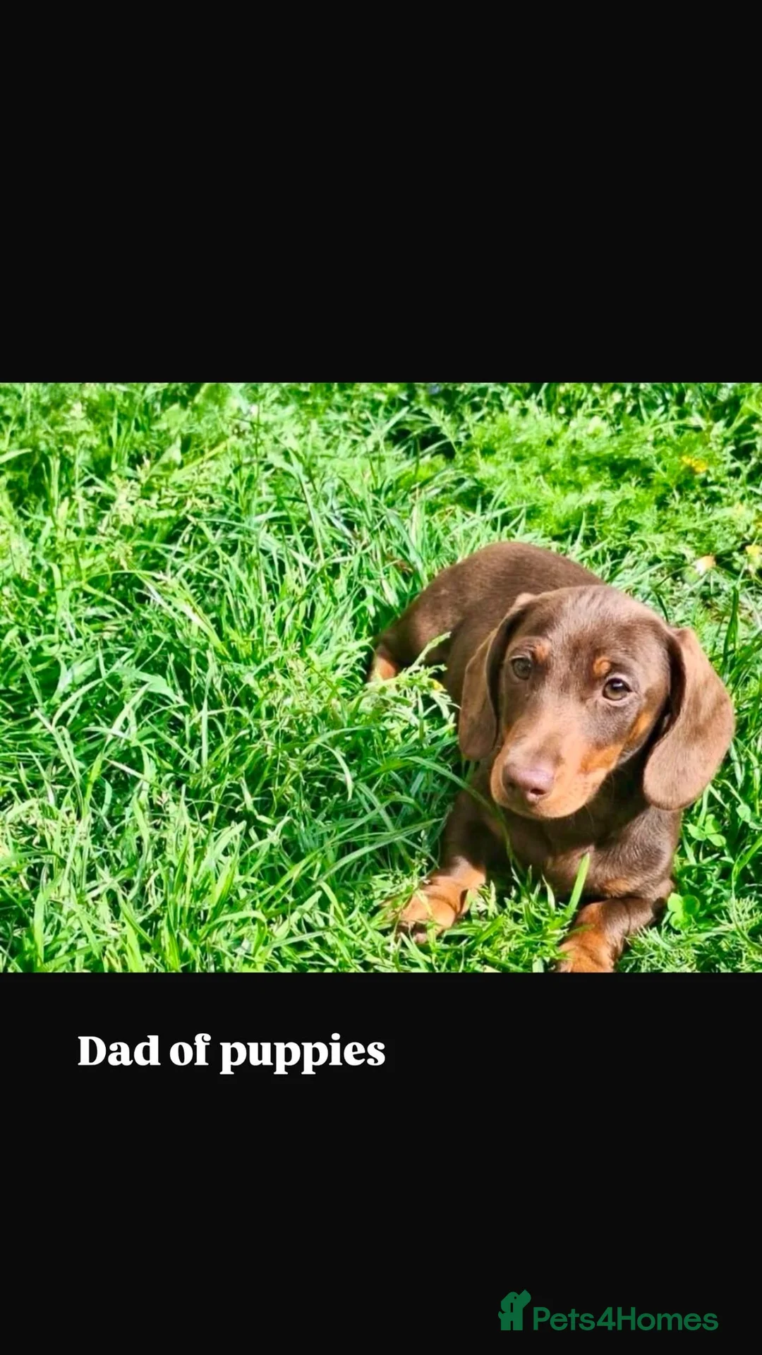 Miniature Dachshund dogs for sale: Miniature Dachshund puppy’s  in Dartford - Advert 5
