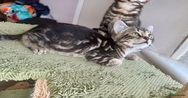 Bengal cats - Advert 2