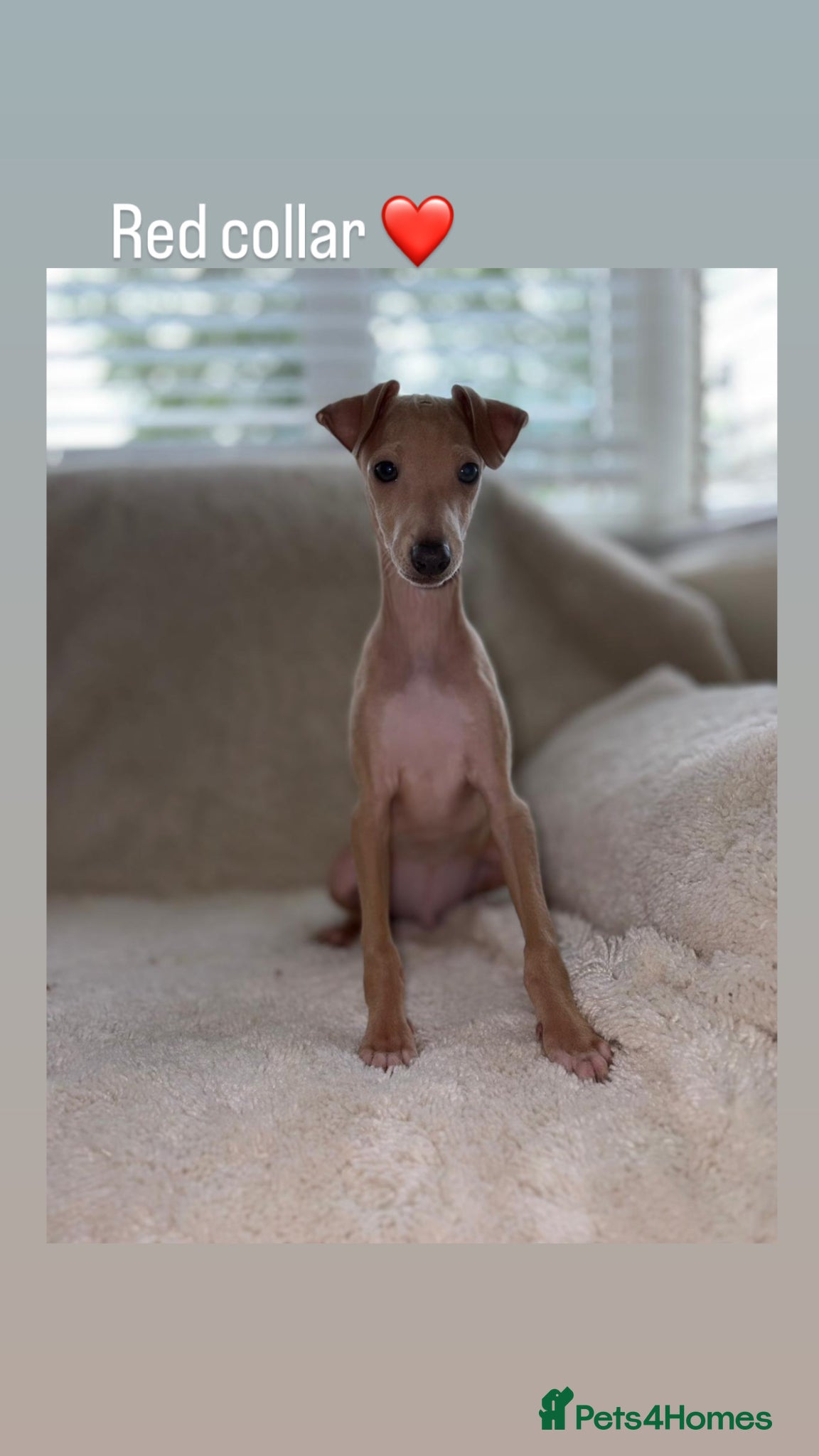 Italian Greyhound dogs READY TO LEAVE LAST TWO BOYS Kc registered - Advert 18