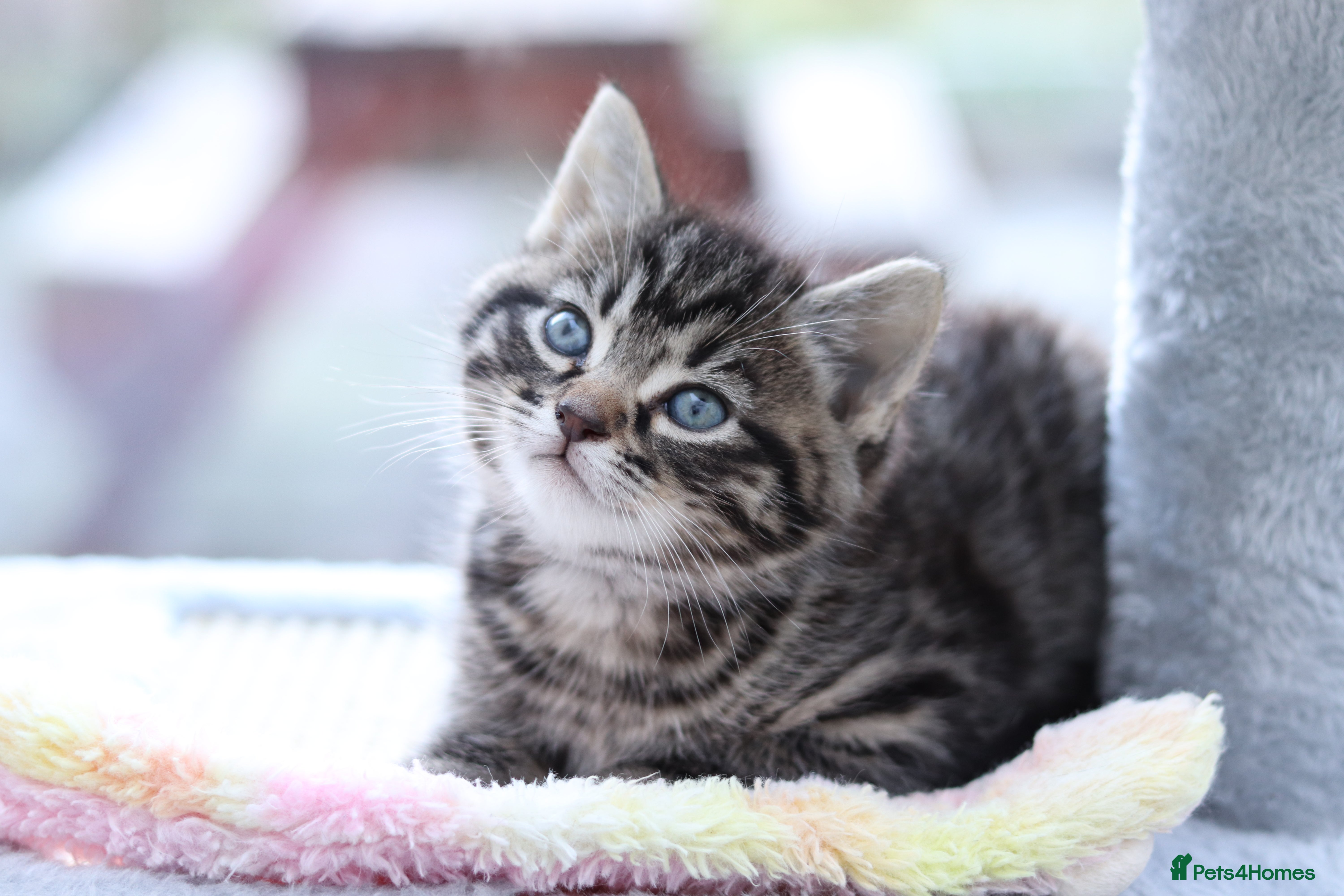 Mixed Breed cats Adorable Kittens - Advert 1