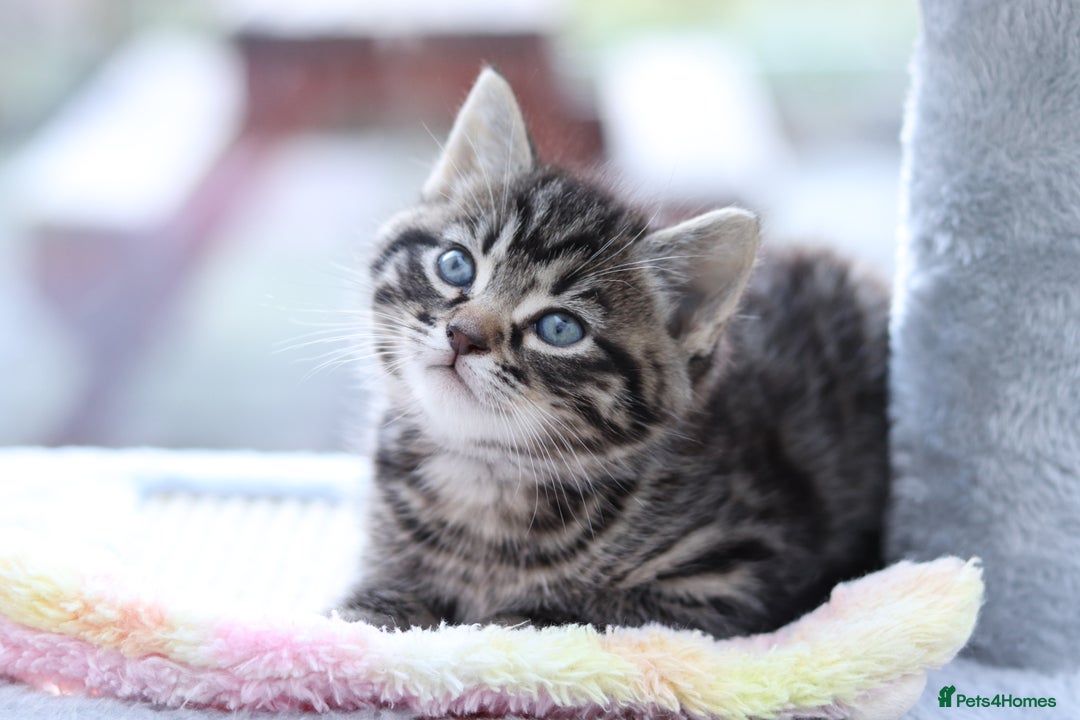 Mixed Breed cats for sale: Adorable Kittens - Advert 1