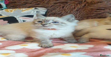 Ragdoll cats - Advert 2