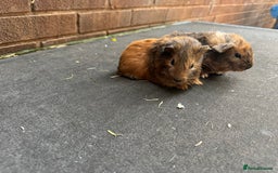 Guinea Pig rodents for sale: Stunning baby male guinea pigs  - Image 3
