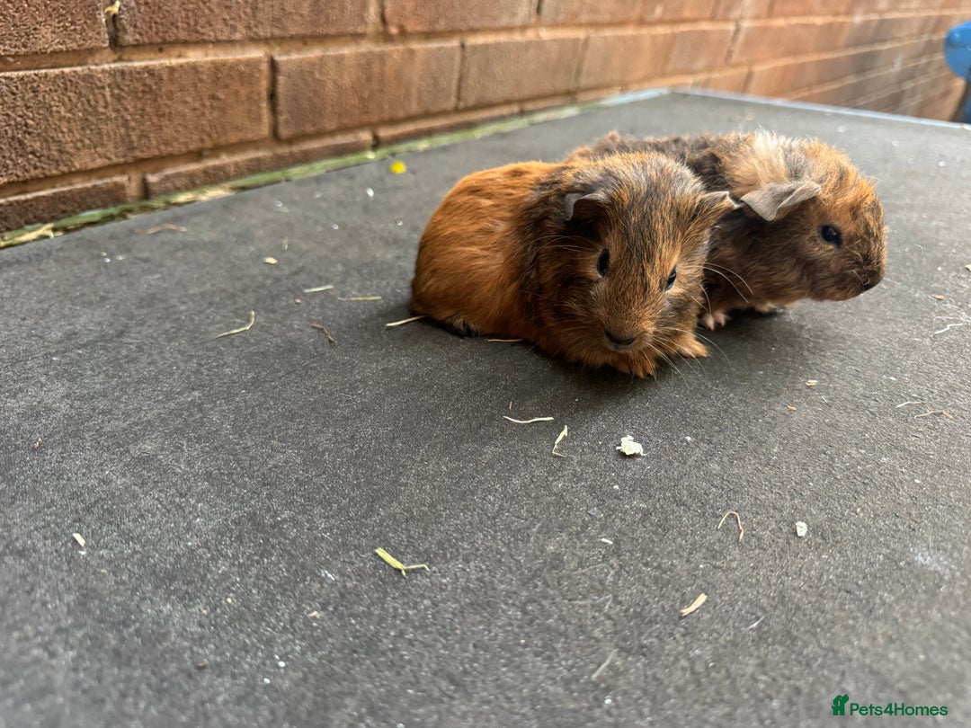 Guinea Pig rodents for sale: Stunning baby male guinea pigs  - Image 3