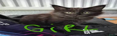 Maine coon Black girl