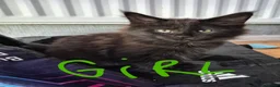 Maine Coon cats for sale: Beautiful Maine coon kittens - Advert 8
