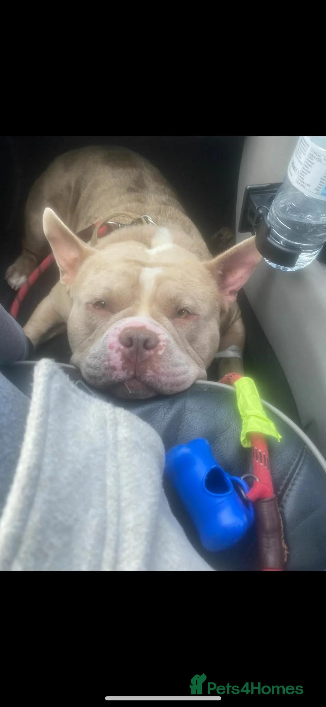 American Bully dogs for sale: American pocket bullyz  - Advert 2