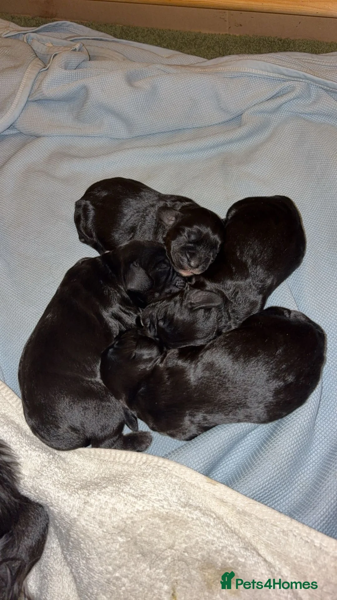 Cocker Spaniel dogs for sale:  Beautiful Working Cocker Spaniel bitch - Advert 10