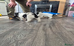 Cockalier dogs for sale: Cavalier king Charles spaniel x cocker spaniel  - Image 21