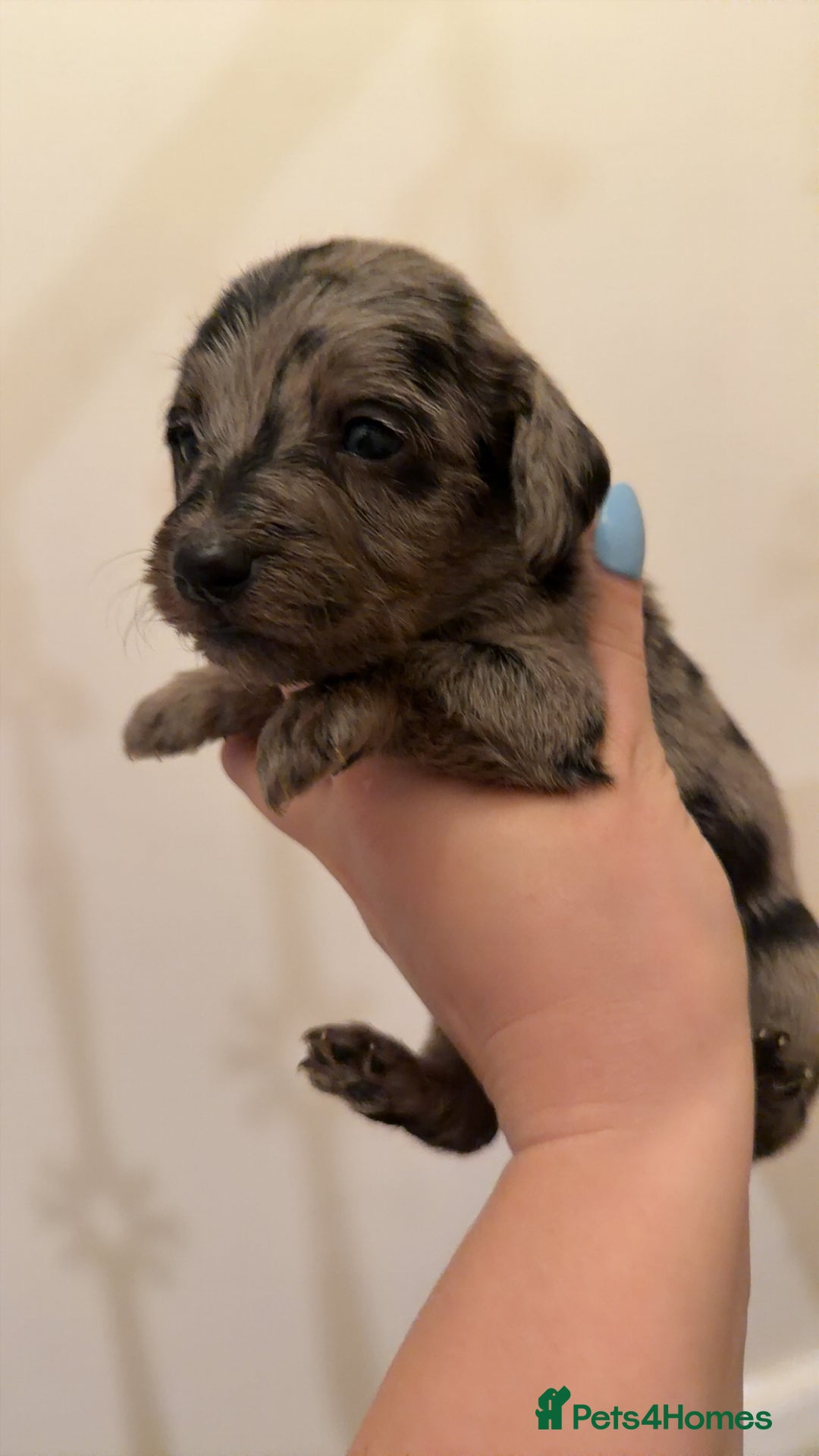 Mixed Breed dogs for sale: Miniature Doxiepoos  - Advert 17