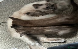 Mixed Breed cats for sale: Ragdoll sphynx mixed kittens ready now  - Image 13