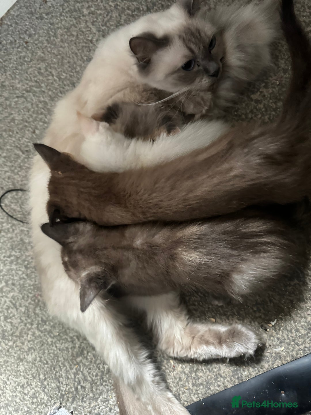 Mixed Breed cats for sale: Ragdoll sphynx mixed kittens ready now  - Image 13