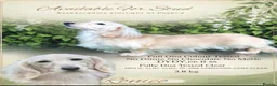Miniature Dachshund dogs for sale: True cream miniature longhaired dachshunds  - Advert 5