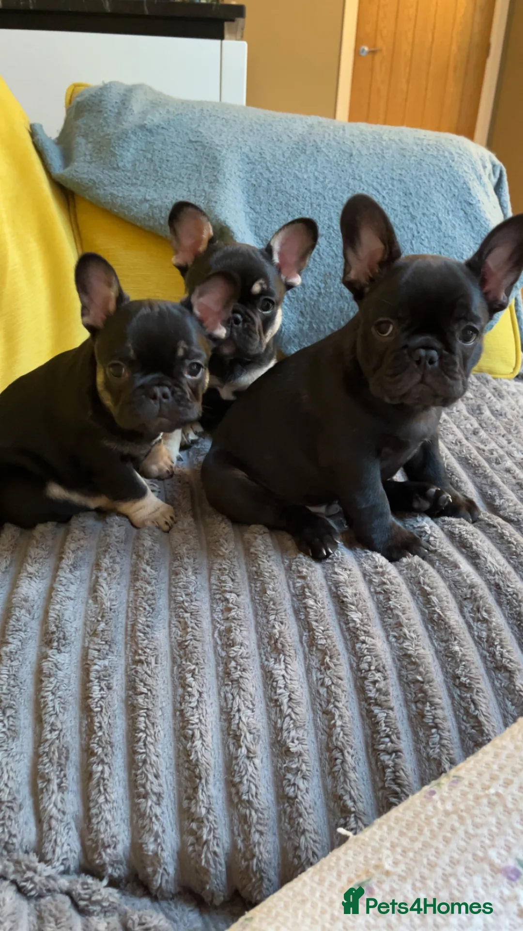 French Bulldog dogs for sale: French bulldog puppies for sale - Advert 9