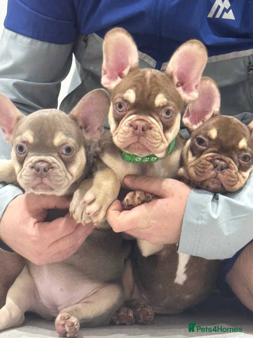 French Bulldog dogs for sale: French bulldog  - Image 5
