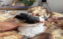 Guinea Pig rodents for sale: LONG HAIRED GUINEA PIGS 2 Boys 1 Girl - Image 7