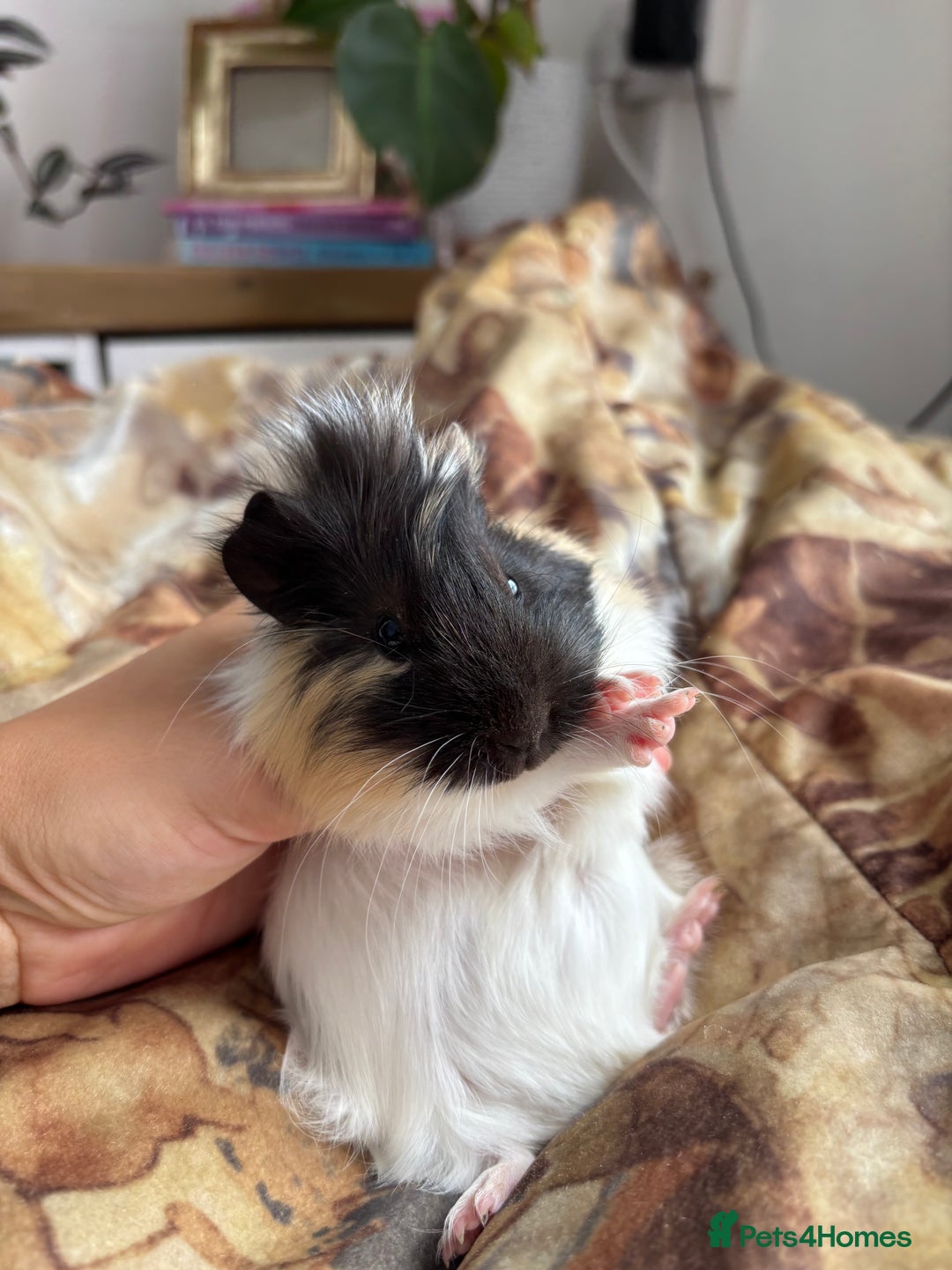 Guinea Pig rodents for sale: LONG HAIRED GUINEA PIGS 2 Boys 1 Girl - Image 7