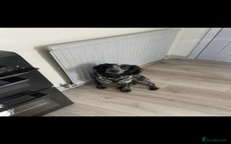 Cocker Spaniel dogs for sale: Stunning cocker spaniels for sale - Image 13
