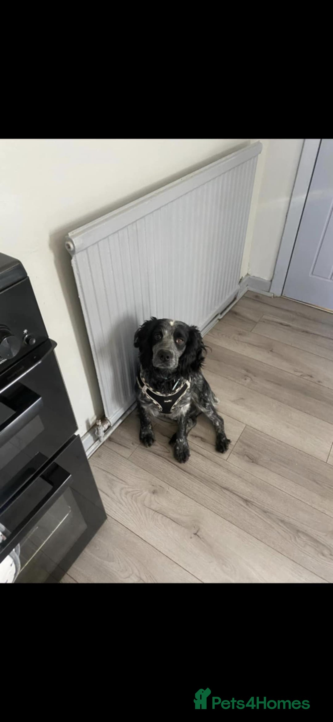 Cocker Spaniel dogs for sale: Stunning cocker spaniels for sale - Image 13