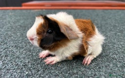 Guinea Pig rodents for sale: Beautiful Baby Guinea pigs to reserve  - Image 16