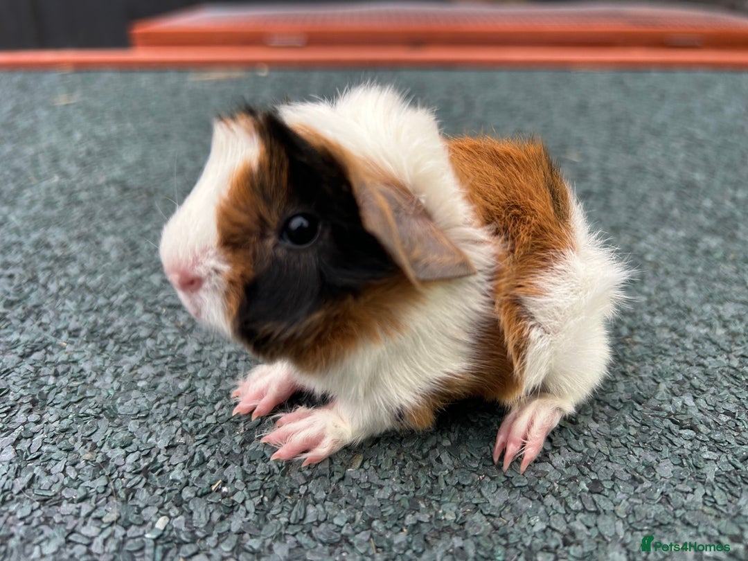 Guinea Pig rodents for sale: Beautiful Baby Guinea pigs to reserve  - Image 16
