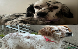 English Setter dogs for adoption: Ruby and Ellie - 2.5 years old | Female Setters - Image 1