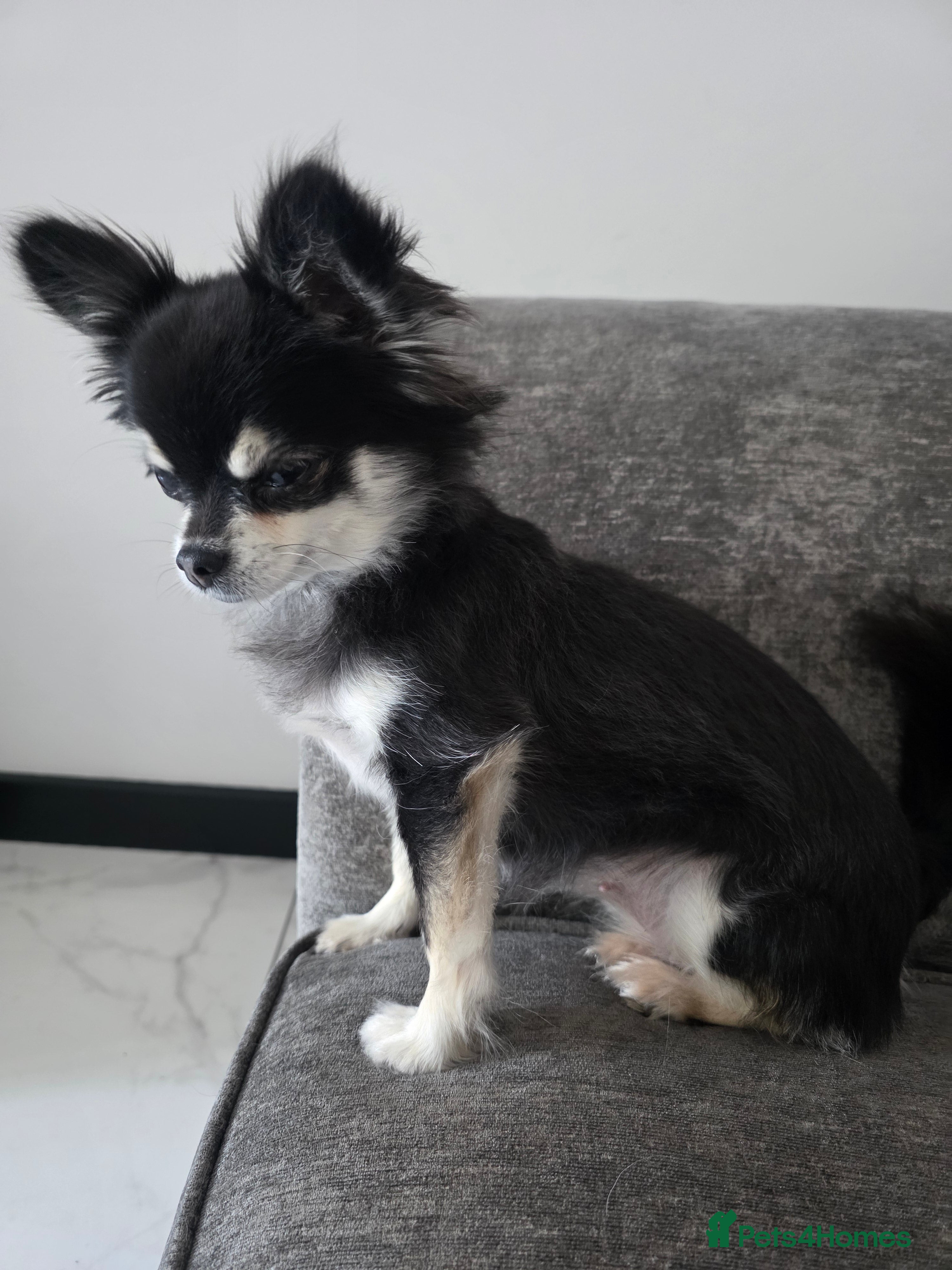 Chihuahua dogs for sale: GORGEOUS LONG-HAIRED CHIHUAHUA BOY - Advert 2