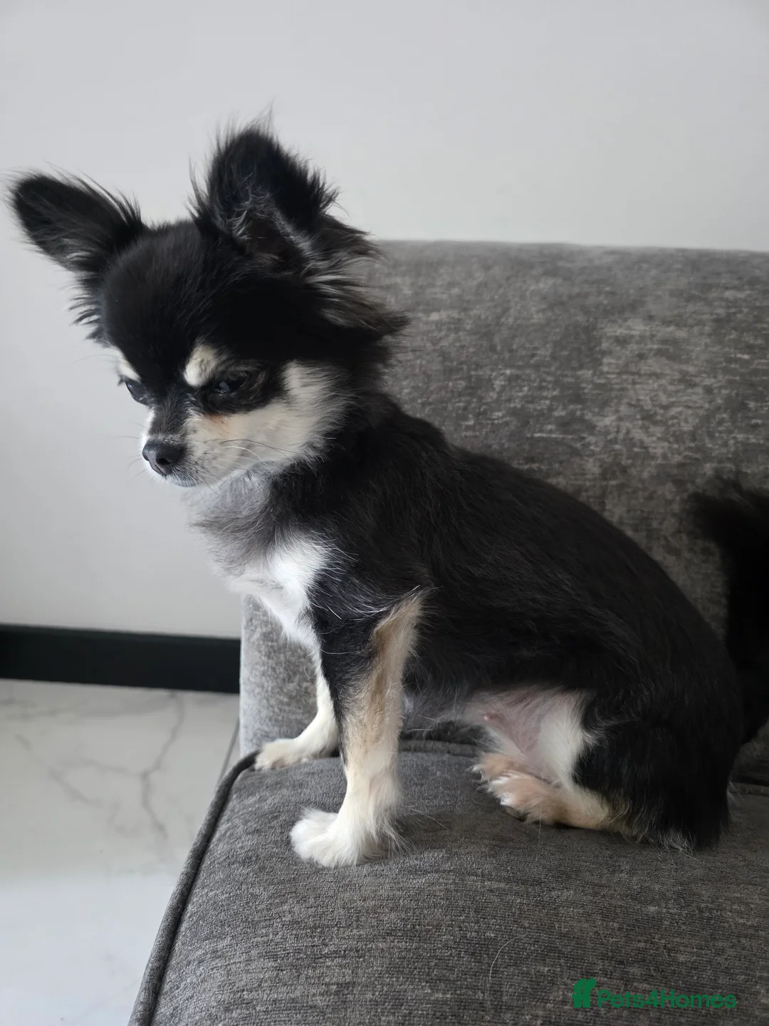 Chihuahua dogs for sale: GORGEOUS LONG-HAIRED CHIHUAHUA BOY in Wrexham - Advert 1