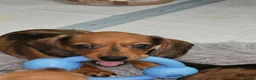 Miniature Dachshund dogs for sale: Miniature Daschund  - Advert 2