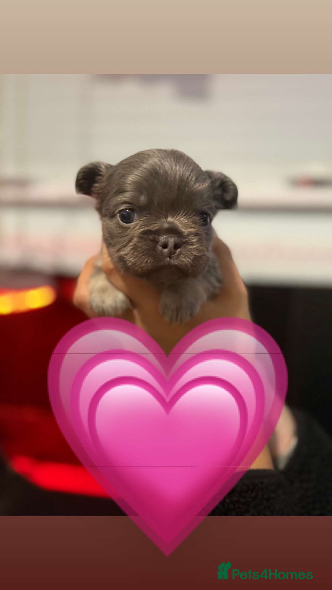 French Bulldog dogs for sale: *FLUFFY FRENCHIE’S* - Image 14