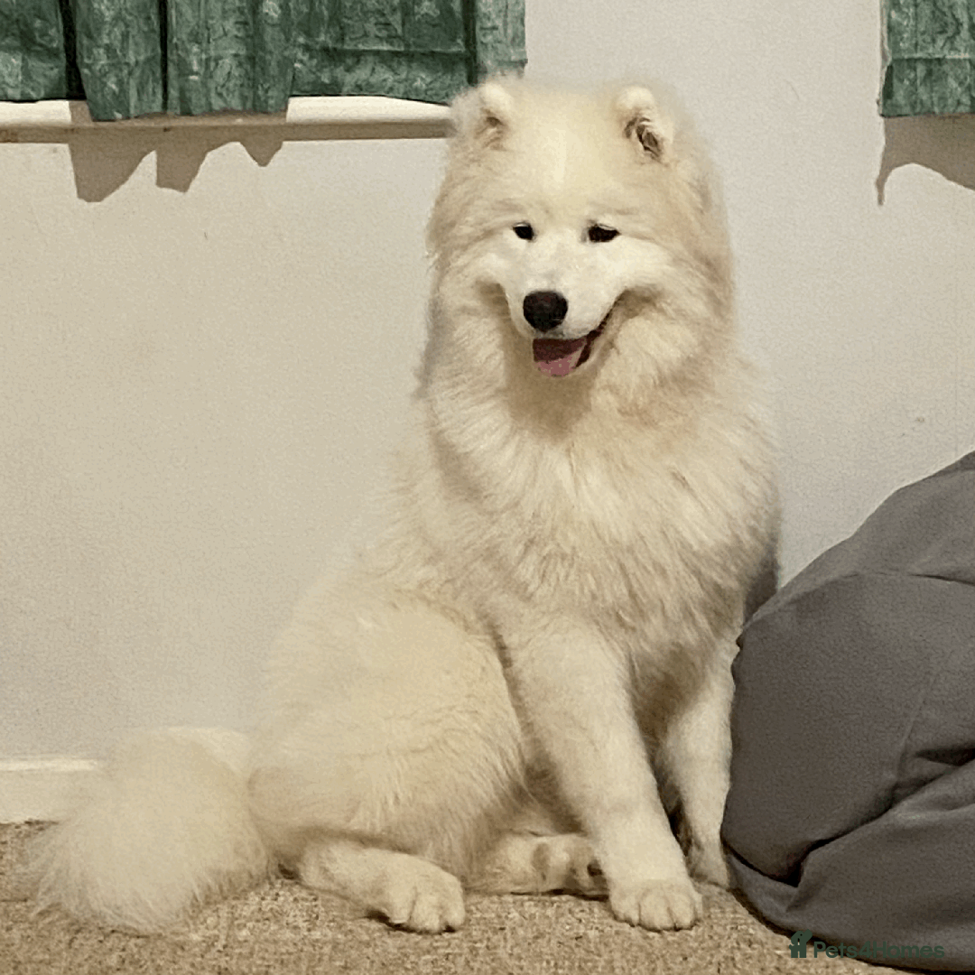 Samoyed dogs for stud: Health Tested, Proven, Show Samoyed for Stud in Exeter - Advert 10