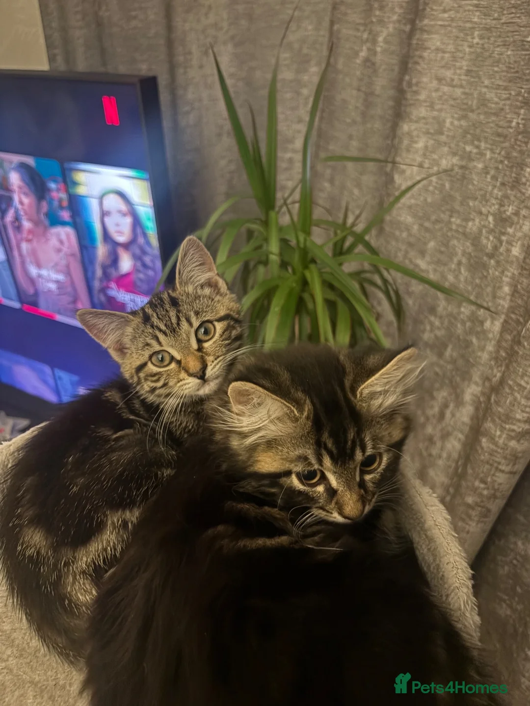 Siberian cats for sale: 2 half Siberian Kittens  in Manchester - Advert 2
