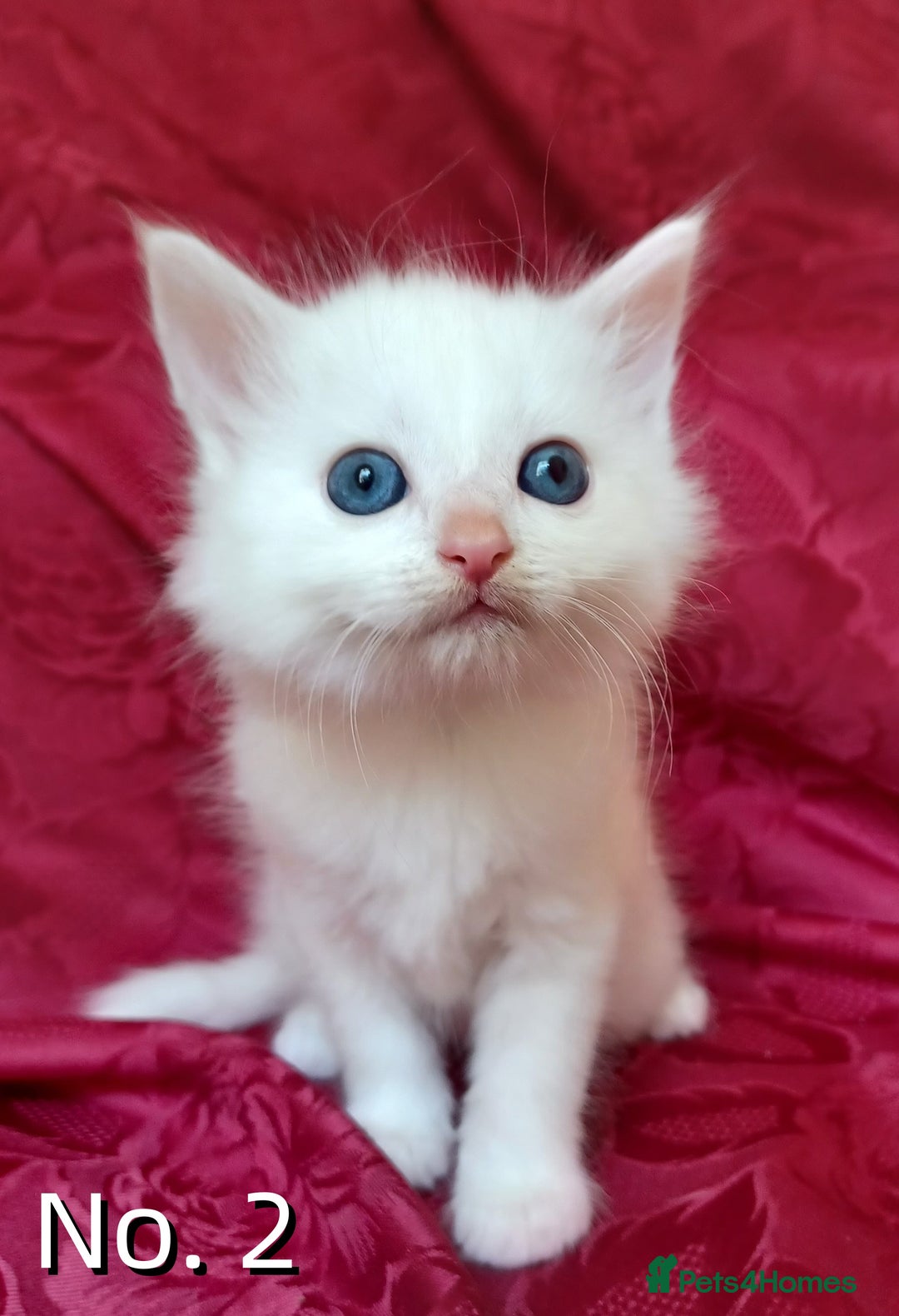 Mixed Breed cats for sale: 4 Gorgeous Pure White Kittens - Image 5