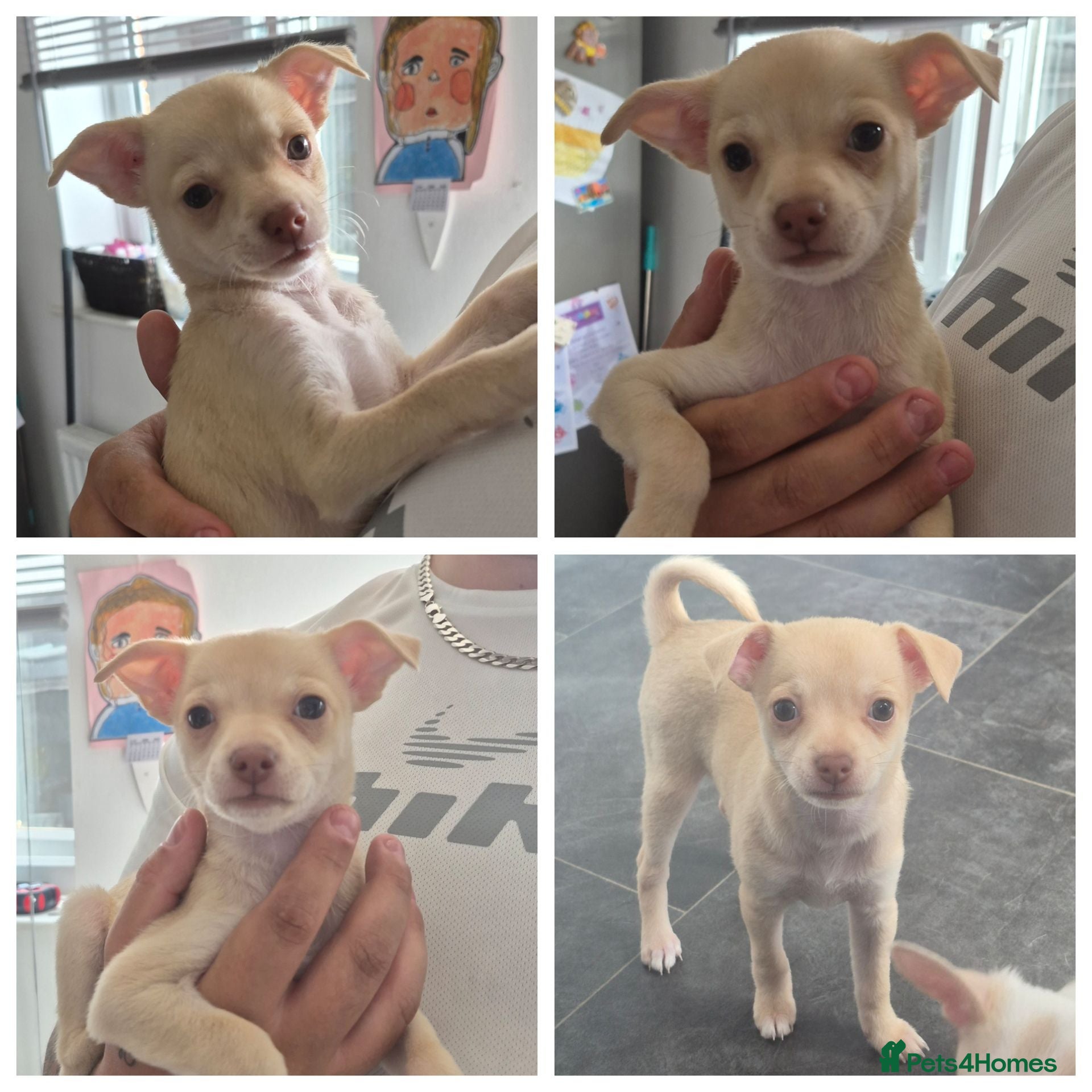 Chihuahua dogs 1 girl chihuahua left ready 10th August  - Advert 11