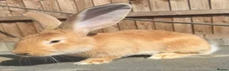 Continental Giant rabbits for sale: Giant ready to go now 12 weeks old  - Advert 3