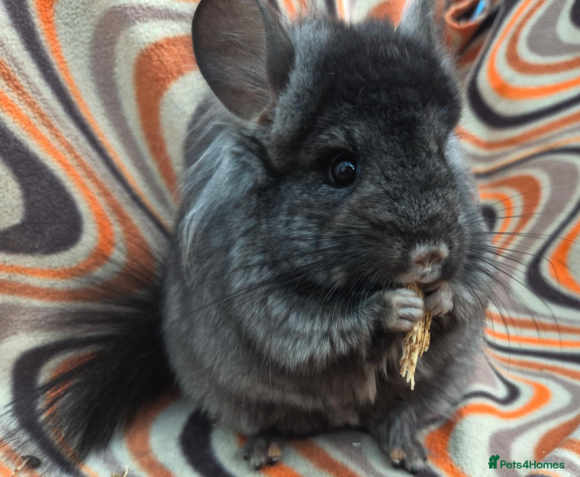 Chinchilla rodents Variety of chinchillas babys and adults - Advert 1