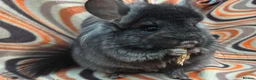 Chinchilla rodents for sale: Variety of chinchillas babys and adults - Advert 1