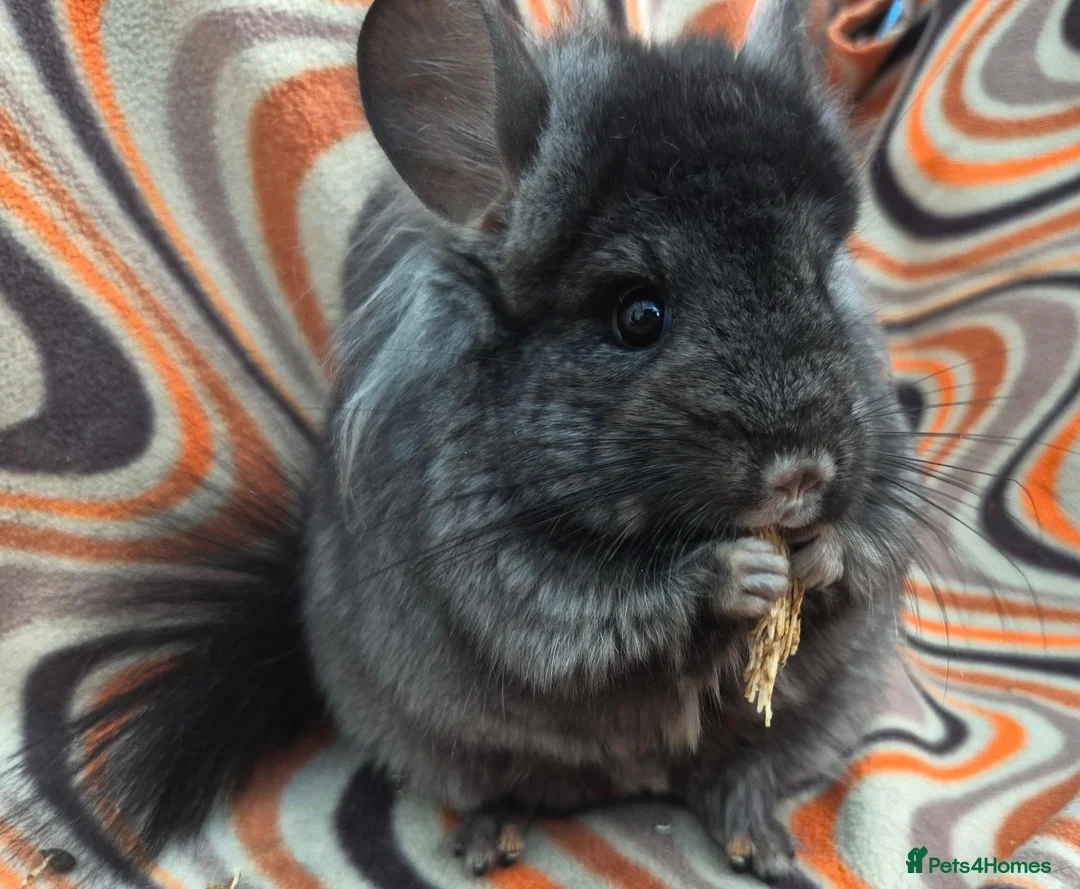 Chinchilla rodents for sale: Variety of chinchillas babys and adults - Advert 1