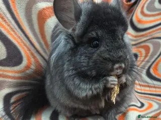 Chinchilla rodents Variety of pedigree chinchillas babys and adults - Advert 1