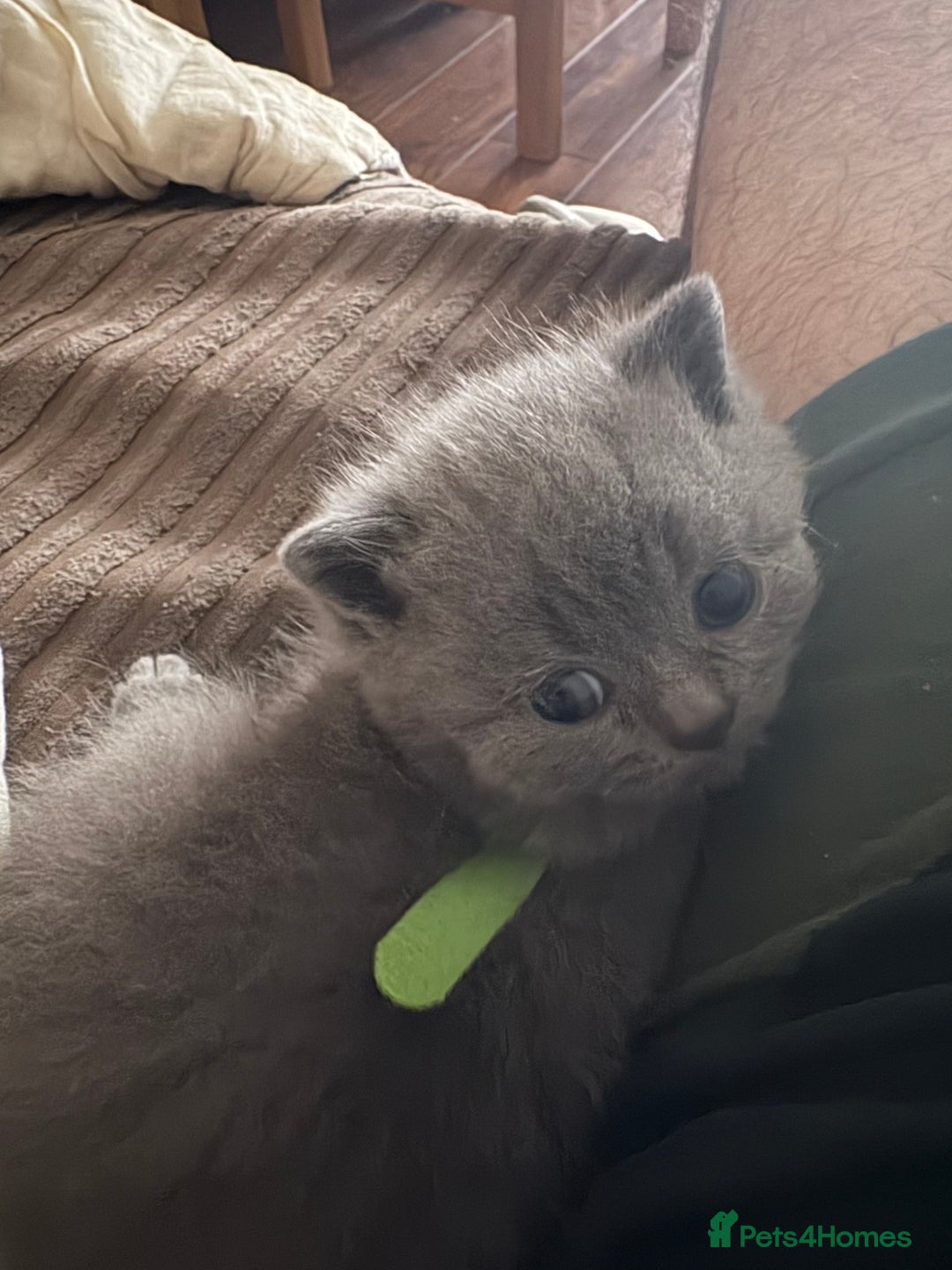 British Shorthair cats for sale: British Shorthair pedegree  Kittens  - Image 1