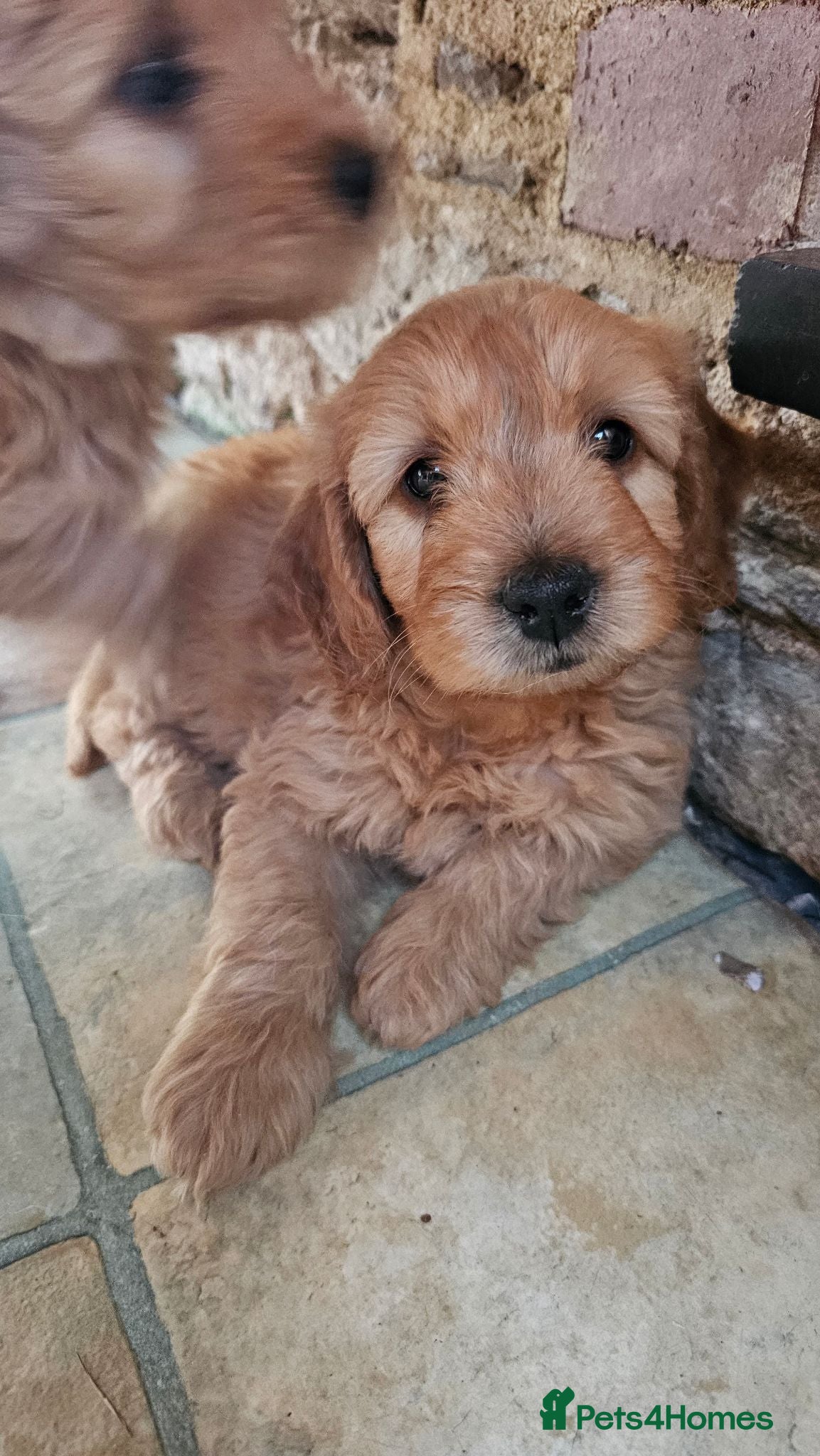 Mini Goldendoodle dogs Last Beautiful Mini Goldendoodle BOY available - Advert 2