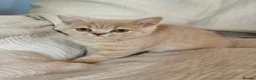 Selkirk Rex cats for sale: Selkirk Rex (shorthaired) girls and boy - Advert 14