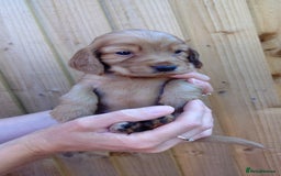 Cocker Spaniel dogs for sale: KC reg show cocker spaniel puppies - Image 10