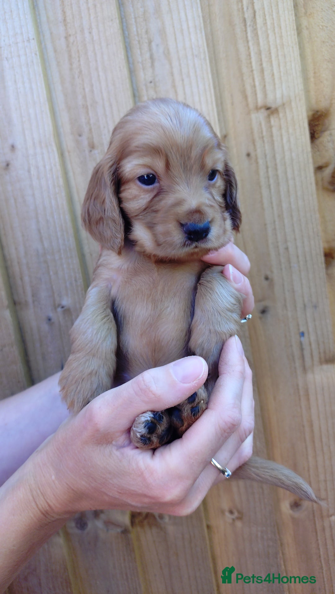 Cocker Spaniel dogs for sale: KC reg show cocker spaniel puppies - Image 10