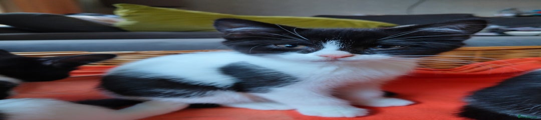 Mixed Breed Kitten 3