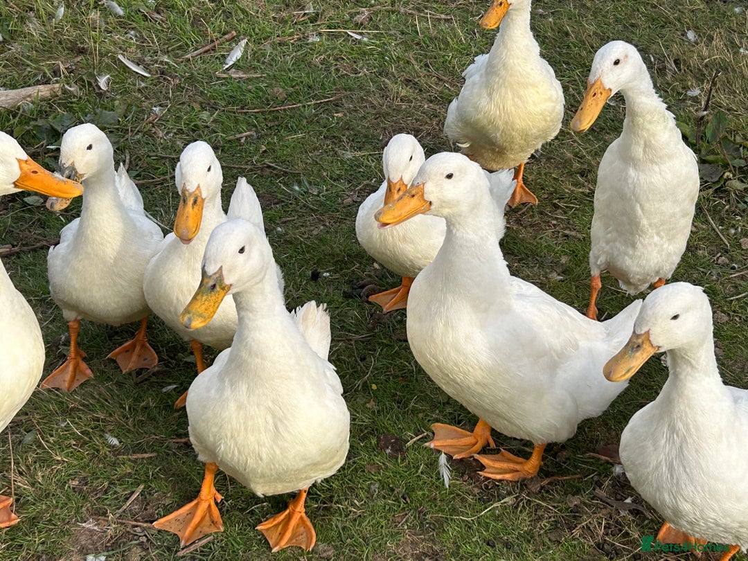 Ducks poultry for sale: Ducks for sale - Image 1
